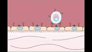 extravasation  non junctional adhesion  الانحلال وهجرة الكريات البيض biology ترند science [upl. by Ennasil]