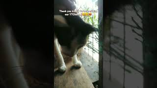 🥑1996🍆Fun cat pettings👄🙏😻🍁💜👀😼🍀🐾fun cat pets trending shortsviral catlover [upl. by End]