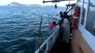 New Zealand Snapper Fishing  Northland [upl. by Clava]