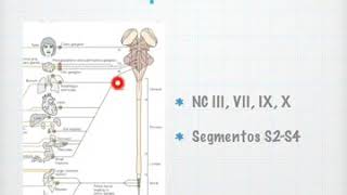 Generalidades del SISTEMA NERVIOSO PARASIMPÁTICO [upl. by Nere]