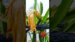 How to grow dragon fruit in a pot 🎄 Pink fruit shots shrubsgardeningplantshouseplant [upl. by Ema]