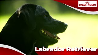 Labrador Retriever [upl. by Ronel]