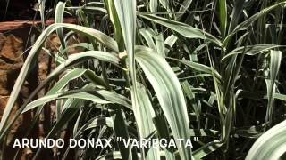 Arundo donax quotvariegataquot Garden Center online Costa Brava  Girona [upl. by Solenne942]