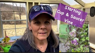 Sowing Cup amp Saucer Vine 🌱 A Simple How To  Gardening On Taylor Mountain 👩🏼‍🌾 [upl. by Ibrab]