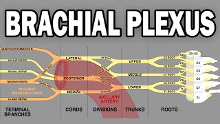 THE BRACHIAL PLEXUS AND UPPER LIMB INNERVATION [upl. by Aramoix]