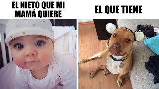 MEMES DE PERRITOS Y GATITOS 19 [upl. by Vookles]