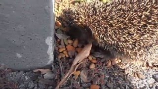 Wintersorgenkind Kleiner Igel im Herbst [upl. by Shiff366]