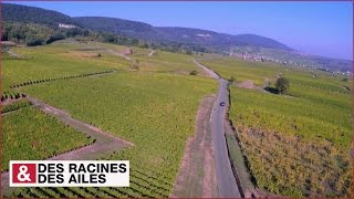 Route des Vins d’Alsace  villages et vignobles de caractère [upl. by Dore]