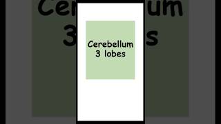 Cerebellum 3 lobes anatomy biology lobes of cerebellum [upl. by Enajyram]