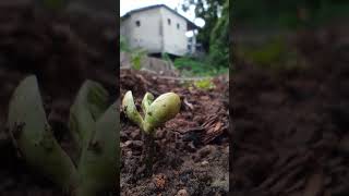 Tohumun topraktan çıkması ölüm sonrası yaşam gibi tohum fasulye toprak [upl. by Gillian]