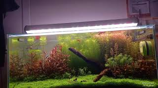 Yüksek destekli bitkili akvaryum Hightech planted tank [upl. by Brietta]