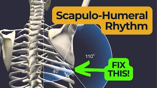 Scapulohumeral Rhythm  Fix Your Shoulders [upl. by Bronnie]