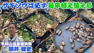 【サギソウ】3月はサギソウの植え替え適期！失敗しないテクニック【手柄山温室植物園】 [upl. by Secunda]