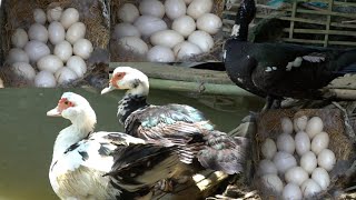 build nest for ducks to lay eggs [upl. by Jennie]