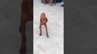 funniest Vizsla dog videos vizsla puppies vizslapuppies vizsladog [upl. by Aerdnac907]