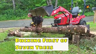 Limbing and Bucking First of Seven Trees bucking firewood firewoodcutting [upl. by Ecirehs]