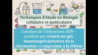 Fiches techniques Analyse de linteraction ADNprotéine par retard sur gel ChiP et empreinte DNAse [upl. by Punke]