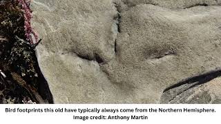 Scientists uncover 120 millionyearold bird tracks in Australia [upl. by Pennebaker]