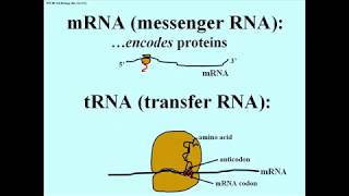 186 Transcription Overview Ribosomes and Ribosomal RNAs [upl. by Noj]