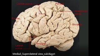 Sensory parietal cortex [upl. by Anyah]