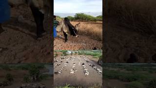 இரண்டு மணி நேர வேலை நிம்மதியான தூக்கம் 🌞🤓🤩  pastoralism  jallikattu  cowboys [upl. by Vandervelde]