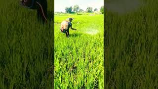 🌾Paddy plants medicine uses process  viewsviralvideosubsubscribersgrow nature viralvideo [upl. by Dalohcin592]