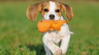 How to Pick the Right Toys  Puppy Care [upl. by Cathrin842]