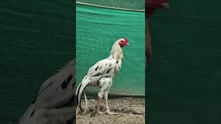 kattuthari seval  sandaseval  sandakoli  seval valarppu  shorts rooster chicken birds [upl. by Earl778]