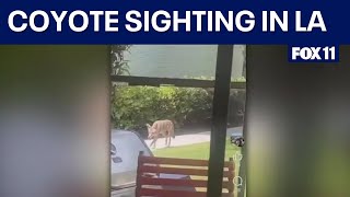 Additional coyote sighting drawing warnings for pet owners [upl. by Ocisnarf163]