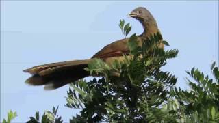 Greyheaded chachalaca in Costa Rica [upl. by Latterll]