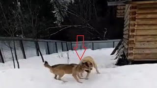 Livestock guardian dog destroys a wolf [upl. by Nosnar145]