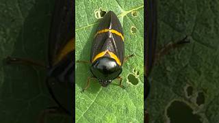 A cicada has beautiful yellow and black colors [upl. by Hali274]