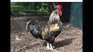 Gran Gallo norfolk emitiendo su potente canto [upl. by Willette]