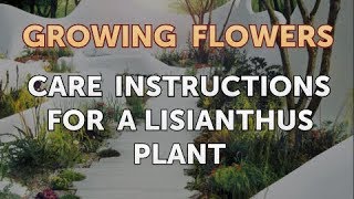 Care Instructions for a Lisianthus Plant [upl. by Kcerred]