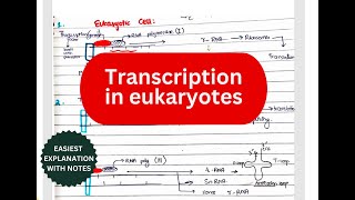 Transcription In Eukaryotes  Initiation Elongation amp Termination  lippincot [upl. by Janeczka]