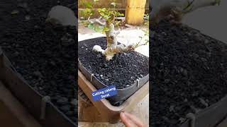 Streblus asper mame bonsai bonsaitree bonsaiasia bonsaiserutmame nature shortsvideo garden [upl. by Kliber]