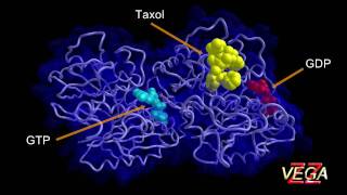 Tubulin 3D structure [upl. by Finbur745]