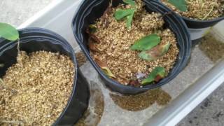 Propagating honeyberries haskap from cuttings [upl. by Rainwater]