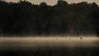 Vincent Munier nous emmène quotEn Forêtquot au plus près du monde animal sauvage [upl. by Euginimod]