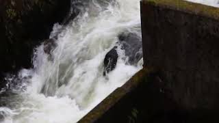 Ketchikan Creek salmon run September 1 2023 [upl. by Nuaj]