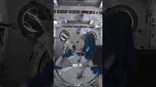 How Different Animals React to Zero Gravity 😱 frog dog cat mice pigeons animals [upl. by Breana578]