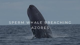 SPERM WHALE BREACHING again and again  Azores [upl. by Arreyt27]