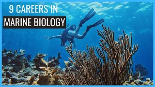 9 Careers in Marine Biology You Should Know About  Careers in Biology [upl. by Einahpet]