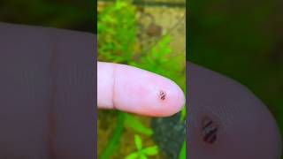 quotI Never Expected This to Happen in My Planted Tankquot shortsvideo snaillife snails assassinsnail [upl. by Bollen]