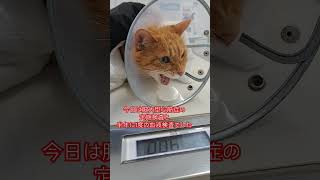 【ネロ】うちのシニアくんたち頑張ってます😌❤保護猫 多頭飼い 猫の病気多頭飼いの日常 [upl. by Mastic]