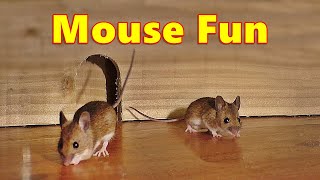 Entertainment for Cats  Mouse Fun ⭐ 8 Hour Videos for Cats and Cat TV ⭐ [upl. by Neffets]