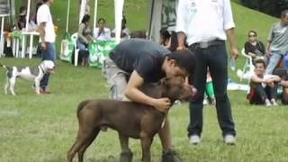 Campeonato Nacional quotDeporte Pitbullquot  Pitbuleros Manizales [upl. by Ees838]