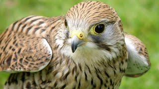 Peregrine Falcon Sounds  Peregrine Falcon Sound Effects  Peregrine Falcon Call  Falcon Noises [upl. by Kinsman]