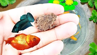 Caught Nest Of Ornamental Frogs In Giant Colorful Eggs Turtles Shrimp Aquarium Betta Fish [upl. by Annadiane]