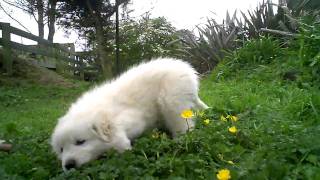 Maremma Puppy at Play [upl. by Pinebrook]